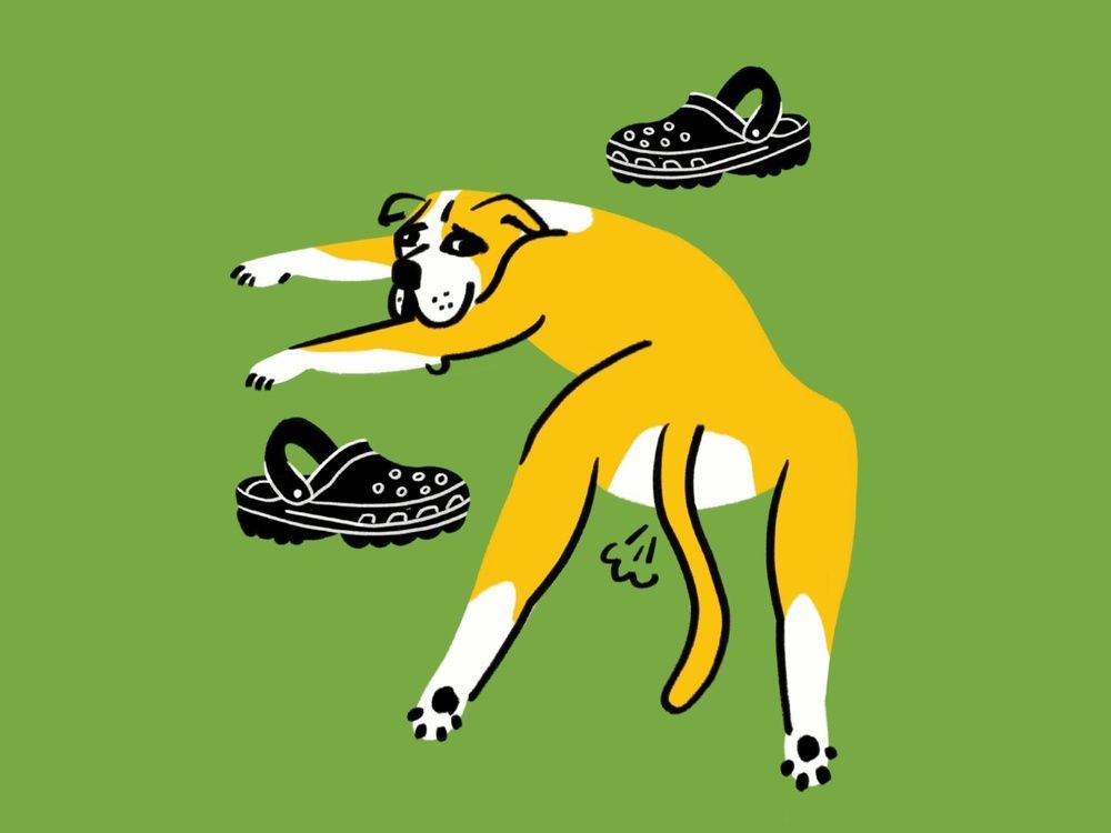 Minimalist illustration style of a dog in a green background by Mike Champers